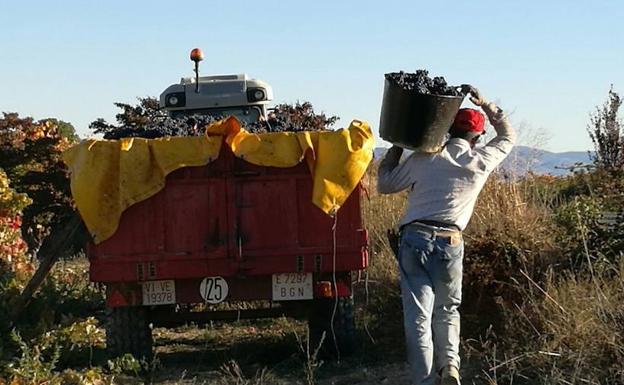 La recogida del tempranillo tinto podría arrancar el 15 de septiembre.