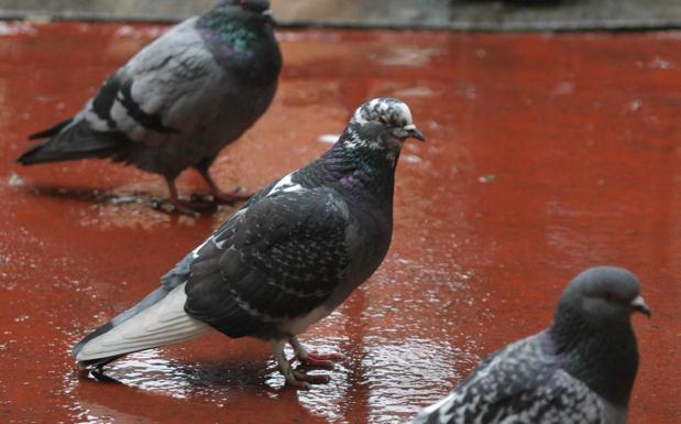 Palomas en un parque de Bilbao