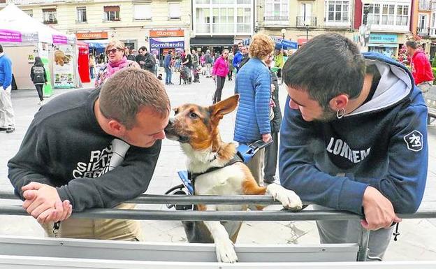 Dos jóvenes juguetean con un perro en la jornada de ayer en la plaza de la Provincia.