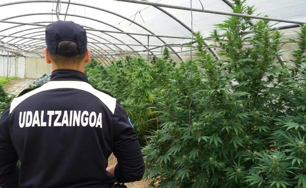 Imagen de la plantación en Mungia.
