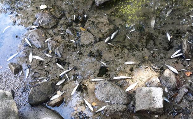 Peces muertos en el Nervión, este viernes.