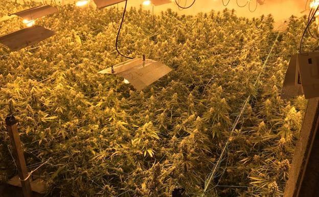Las plantas miden unos 40 centímetros.
