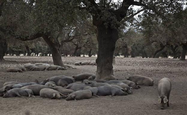 Cerdos de pata negra descansan bajo las encinas de Extremadura mientras disfrutan de la montanera, el engorde en libertad./CORINA ARRANZ