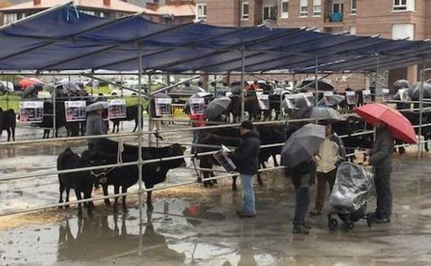 La valoración del ganado se tuvo que hacer en los expositores por la lluvia./E. C.