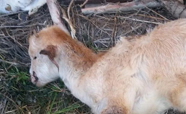 Imagen del animal mutilado por unos desconocidos./SUR