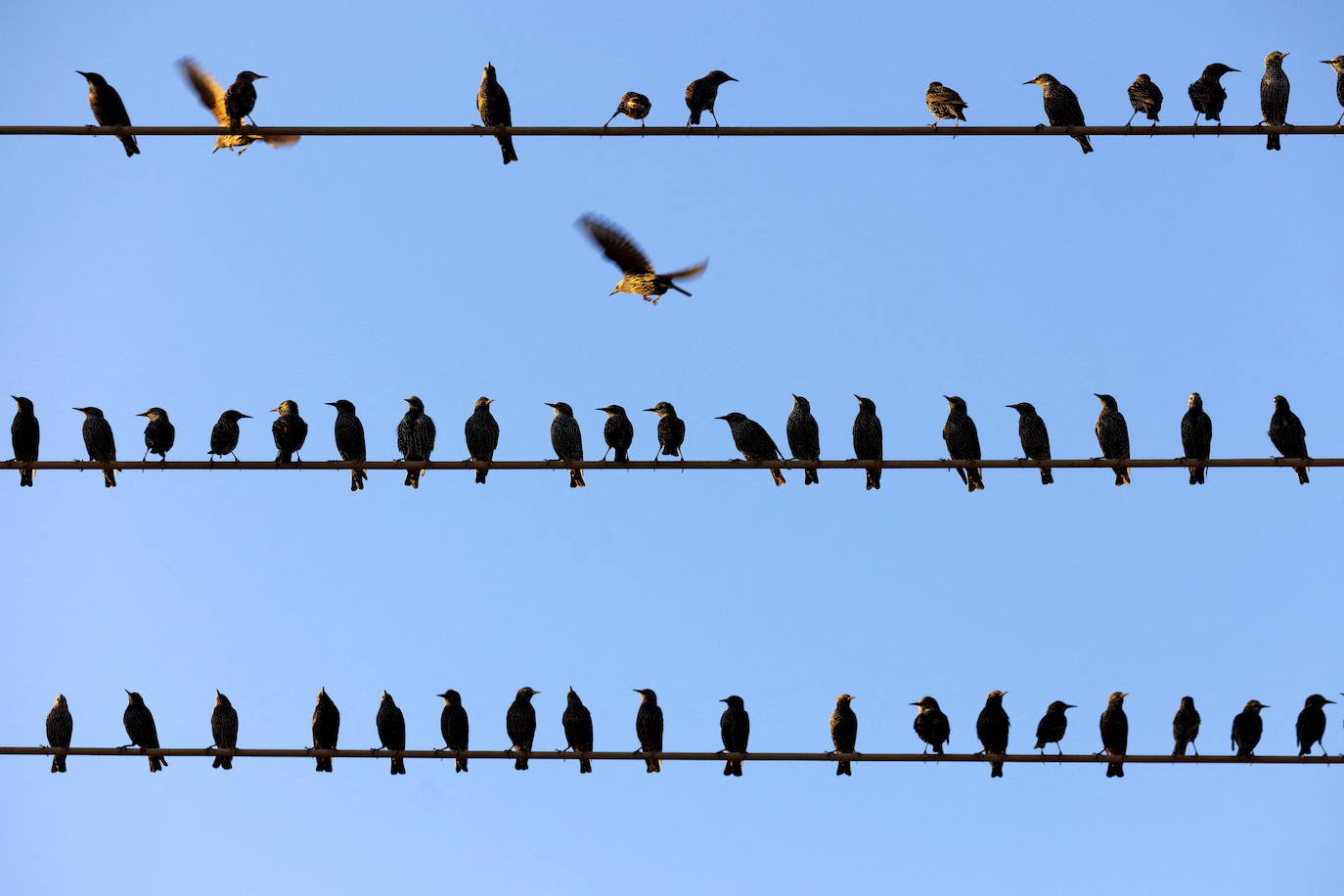 Fotos Arte Vol Til En El Cielo La Magia De Las Bandadas De P Jaros