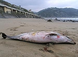 Un delfín, en la playa de Deba. ::
AITOR LEIZA/