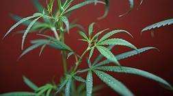 Encuentran marihuana en una tienda de productos étnicos de Bilbao