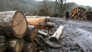 El sector forestal, que genera unos 3.000 empleos indirectos en Vizcaya y unos 6.000 en Euskadi, atraviesa una profunda crisis. :: MAIKA SALGUERO/