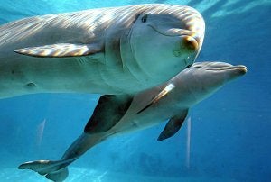 Los delfines emiten silbidos únicos que les identifican desde que son crías dentro de su grupo. /AFP/