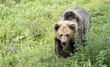 En el año 2000 ya había un grupo de osos en el norte de Palencia./e. c.