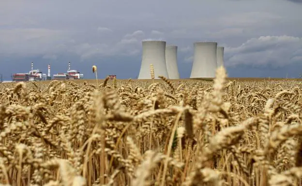 Campo de trigo en las inmediaciones de la central nuclear de Temelin, en la República Checa/RADEK MICA / AFP