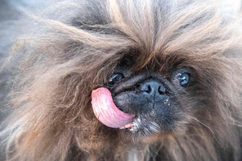 Fotos: Los perros más feos del | Correo