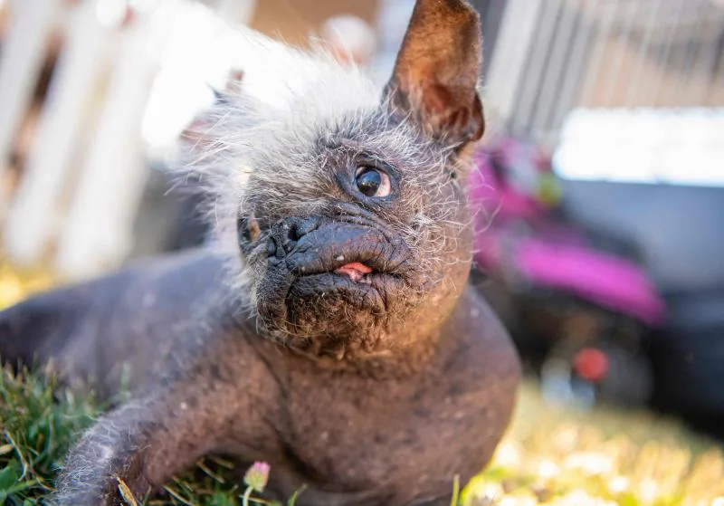 Fotos: Los perros más feos del | Correo