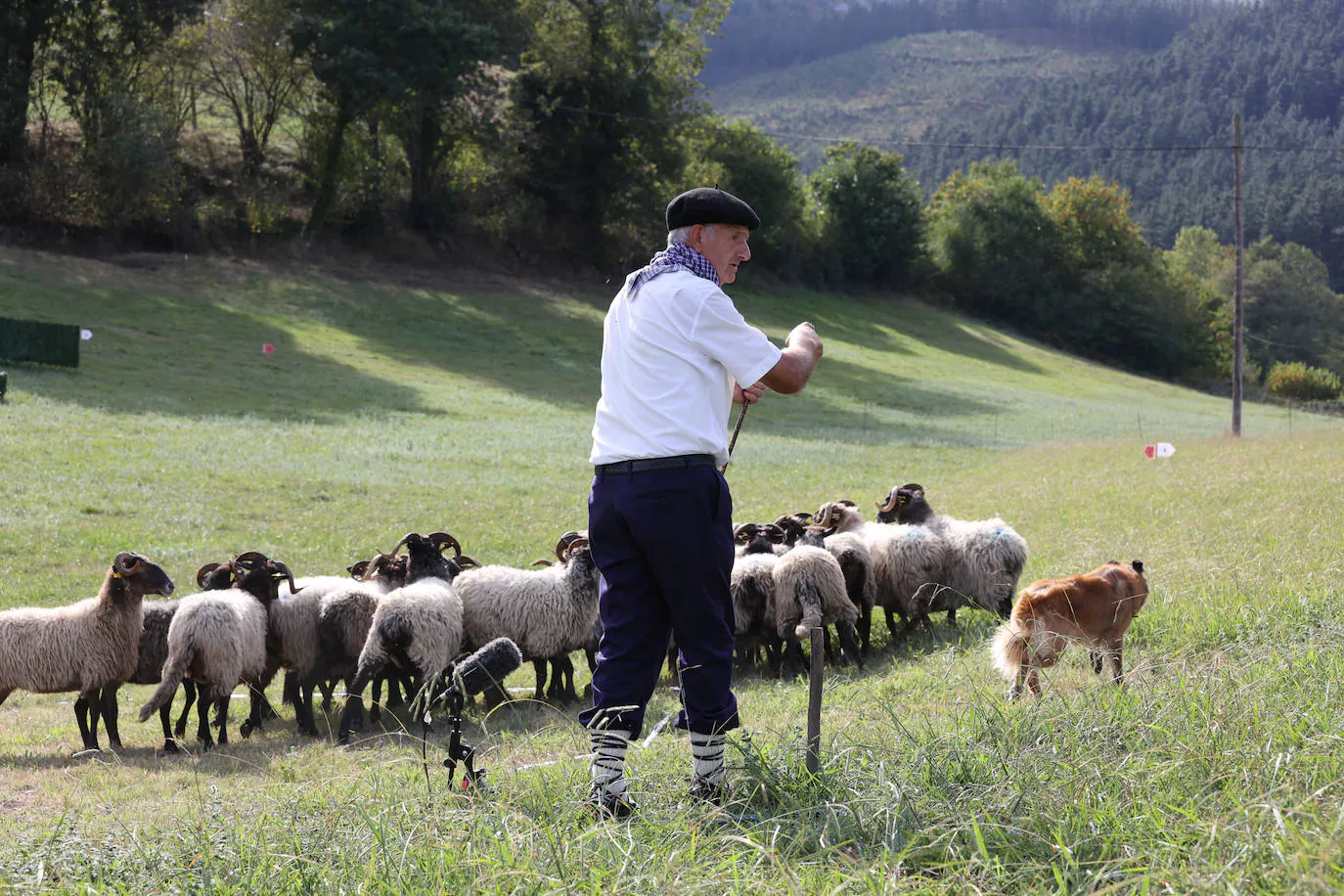 Fotos: Campeonato de Euskadi de perros pastores | El Correo