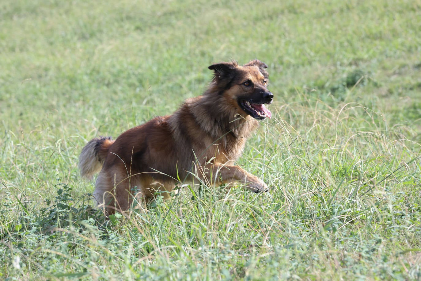 Fotos: Campeonato de Euskadi de perros pastores | El Correo