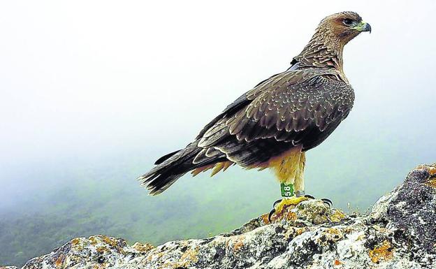 Zélie otea el horizonte desde un roquedo de Montaña Alavesa./ servicio foral de Biodiversidad