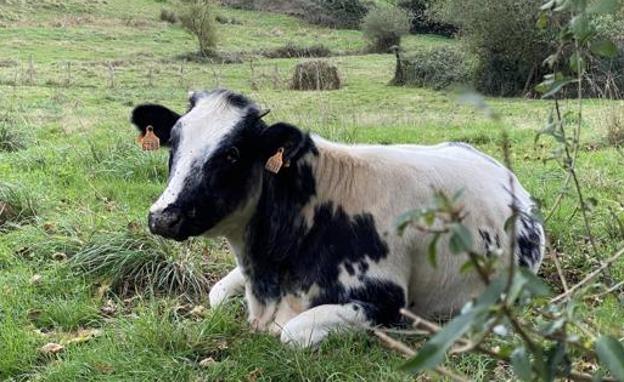 Multan con 300 euros a un ganadero porque los mugidos de su vaca supera los 55 decib