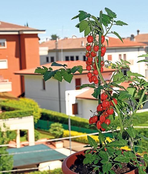 Los tomates de mi terraza | El Correo